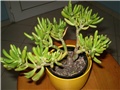 crasula